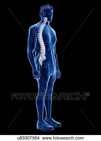 Spine anatomy, illustration View Large Photo Image Picture - Spine anatomy, illustration. Fotosearch