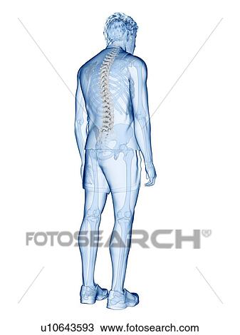 Stock Image - Spine anatomy, illustration. Fotosearch