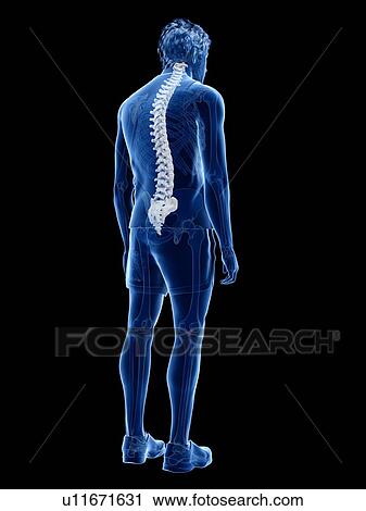 Stock Image - Spine anatomy, illustration. Fotosearch
