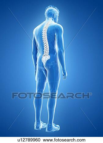 Stock Image - Spine anatomy, illustration. Fotosearch