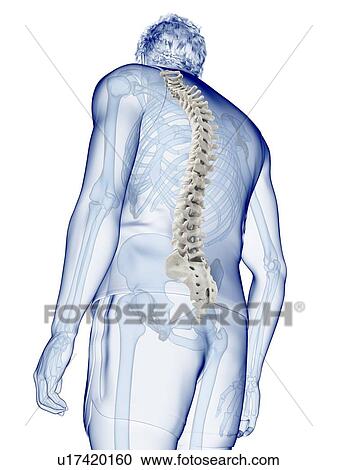 Stock Image - Spine anatomy, illustration. Fotosearch
