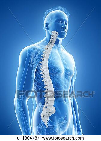 Spine anatomy, illustration View Large Photo Image Stock Photo - Spine anatomy, illustration. Fotosearch