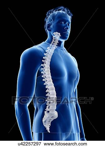 Spine anatomy, illustration View Large Photo Image Stock Photo - Spine anatomy, illustration. Fotosearch