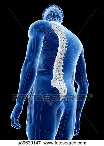 Stock Photo - Spine anatomy, illustration. Fotosearch
