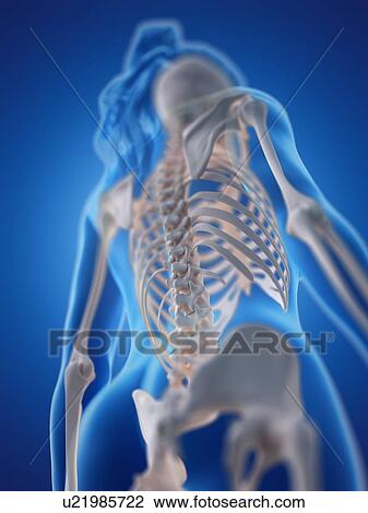 Stock Image - Spine, computer illustration.. Fotosearch