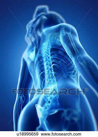 Stock Photo - Spine, computer illustration.. Fotosearch
