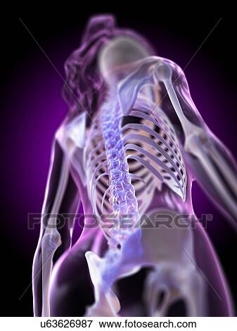 Stock Photo - Spine, computer illustration.. Fotosearch
