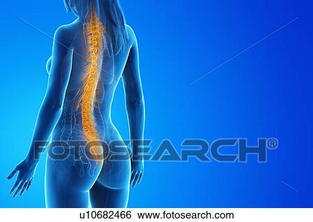 Stock Photograph - Spine, computer illustration.. Fotosearch