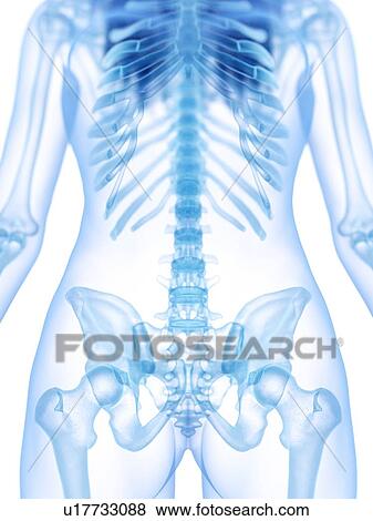 Stock Photo - Spine, illustration. Fotosearch