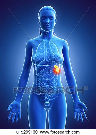 Stock Image - Spleen, computer illustration. cancer. Fotosearch