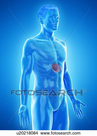 Spleen, computer illustration. View Large Photo Image Picture - Spleen, computer illustration.. Fotosearch