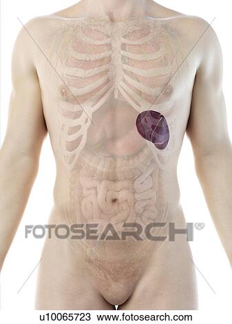 Spleen, computer illustration. View Large Photo Image Stock Image - Spleen, computer illustration.. Fotosearch