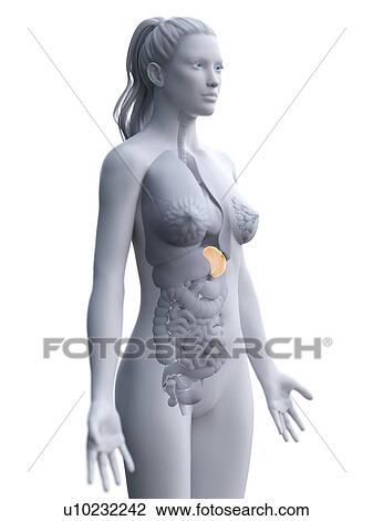 Stock Image - Spleen, computer illustration.. Fotosearch