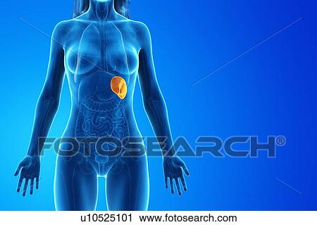 Stock Image - Spleen, computer illustration.. Fotosearch