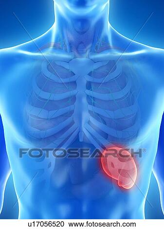 Stock Image - Spleen, computer illustration.. Fotosearch