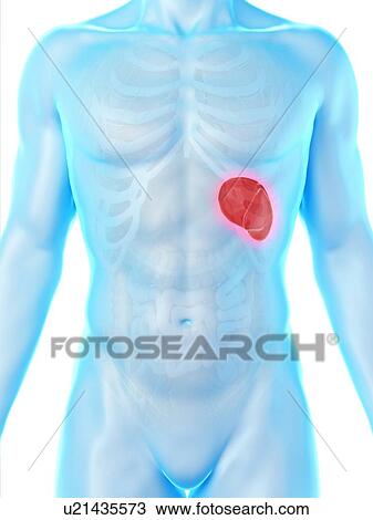 Stock Image - Spleen, computer illustration.. Fotosearch