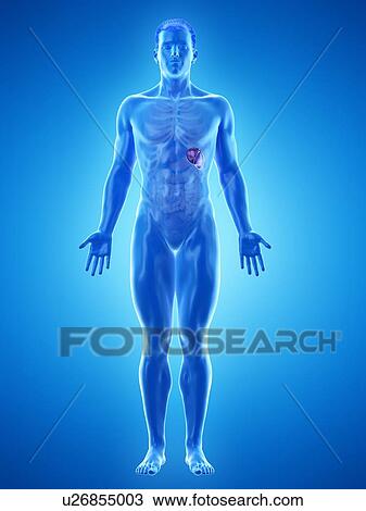 Stock Image - Spleen, computer illustration.. Fotosearch