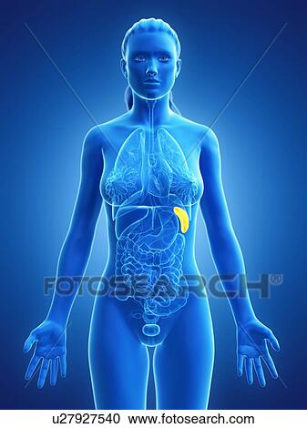 Stock Image - Spleen, computer illustration.. Fotosearch
