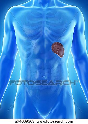 Spleen, computer illustration. View Large Photo Image Stock Image - Spleen, computer illustration.. Fotosearch