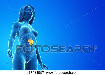 Stock Photo - Spleen, computer illustration.. Fotosearch