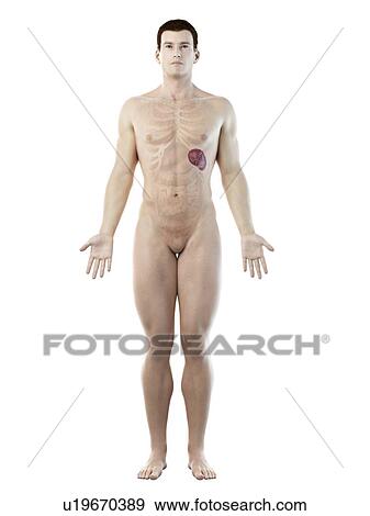 Stock Photo - Spleen, computer illustration.. Fotosearch