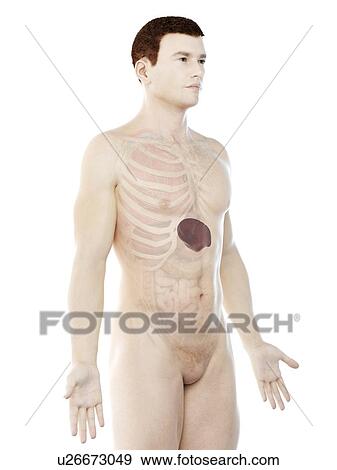 Stock Photo - Spleen, computer illustration.. Fotosearch