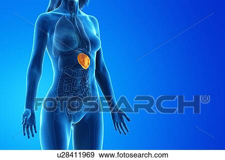 Stock Photo - Spleen, computer illustration.. Fotosearch