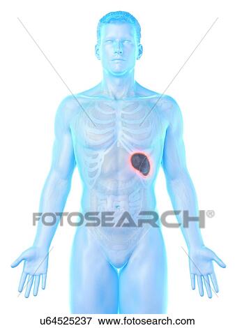 Spleen, computer illustration. View Large Photo Image Stock Photo - Spleen, computer illustration.. Fotosearch