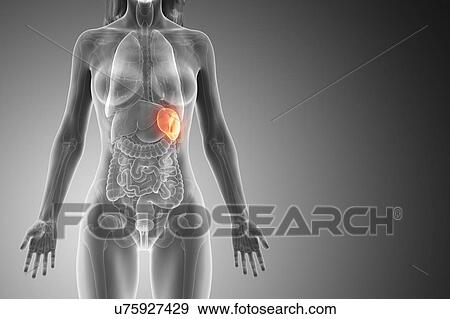 Stock Photo - Spleen, computer illustration.. Fotosearch