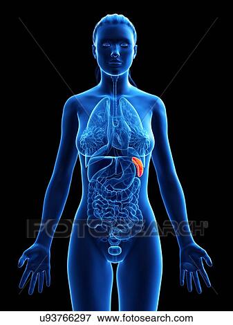 Stock Photo - Spleen, computer illustration.. Fotosearch