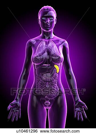 Stock Photograph - Spleen, computer illustration.. Fotosearch