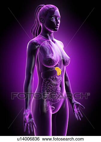 Stock Photograph - Spleen, computer illustration.. Fotosearch