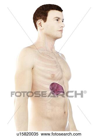 Stock Photography - Spleen, computer illustration.. Fotosearch