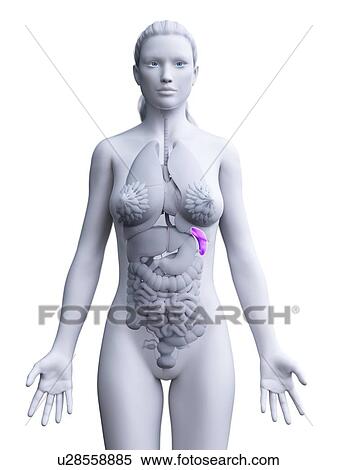 Stock Photography - Spleen, computer illustration.. Fotosearch