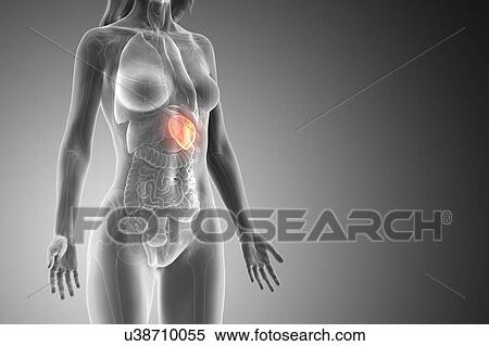 Stock Photography - Spleen, computer illustration.. Fotosearch