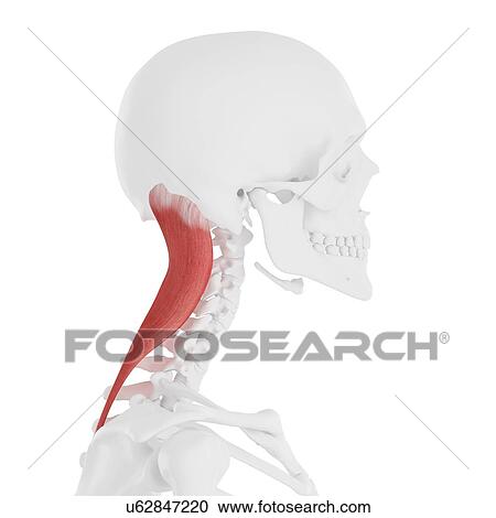 Splenius capitis muscle, computer illustration. View Large Photo Image Stock Image - Splenius capitis muscle, computer illustration.. Fotosearch