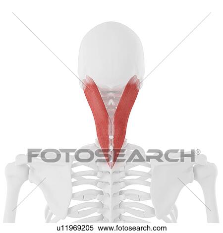 Stock Photography - Splenius capitis muscle, computer illustration.. Fotosearch