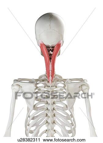 Stock Image - Splenius capitis muscle, illustration. Fotosearch