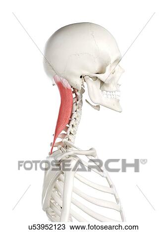Splenius capitis muscle, illustration View Large Photo Image Stock Image - Splenius capitis muscle, illustration. Fotosearch