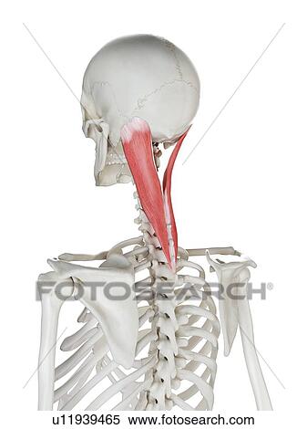 Splenius capitis muscle, illustration View Large Photo Image Stock Photography - Splenius capitis muscle, illustration. Fotosearch