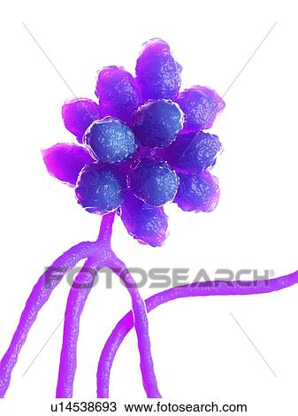 Stachybotrys fungus, computer illustration. View Large Photo Image Stock Image - Stachybotrys fungus, computer illustration.. Fotosearch