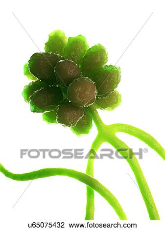 Stachybotrys fungus, computer illustration. View Large Photo Image Stock Image - Stachybotrys fungus, computer illustration.. Fotosearch