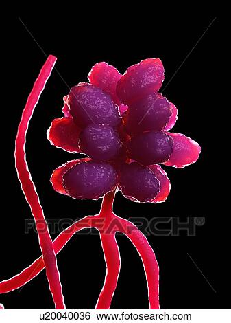 Stock Photograph - Stachybotrys fungus, computer illustration.. Fotosearch