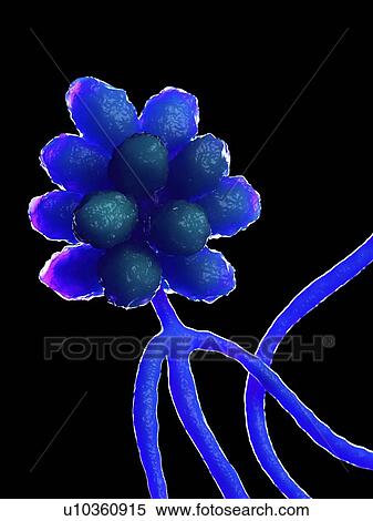 Stachybotrys fungus, computer illustration. View Large Photo Image Stock Photography - Stachybotrys fungus, computer illustration.. Fotosearch