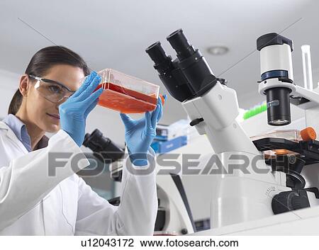 Stock Image - Stem cell research. Cell biologist placing a flask containing stem cells cultivated in red growth medium under a inverted microscope to check their development.. Fotosearch