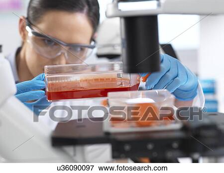 Stock Photo - Stem cell research. Cell biologist placing a flask containing stem cells cultivated in red growth medium under a inverted microscope to check their development.. Fotosearch
