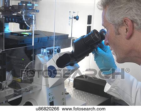 Stock Photograph - Stem cell research. Scientist using a confocal fluorescence microscope to view stem cells.. Fotosearch