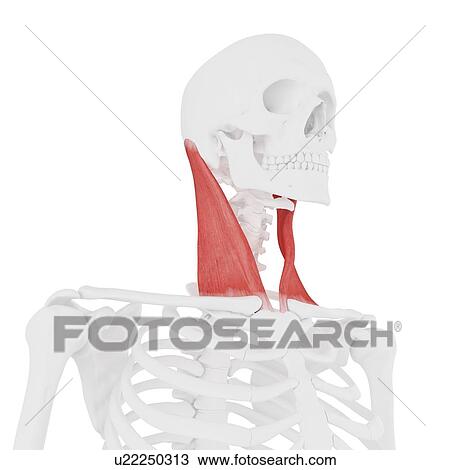 Sternocleidomastoid muscle, computer illustration. View Large Photo Image Stock Image - Sternocleidomastoid muscle, computer illustration.. Fotosearch