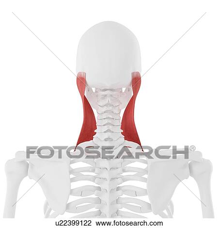 Stock Image - Sternocleidomastoid muscle, computer illustration.. Fotosearch