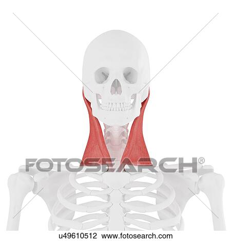 Stock Image - Sternocleidomastoid muscle, computer illustration.. Fotosearch